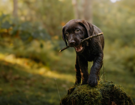 Auxiliar Veterinário de Nível Técnico