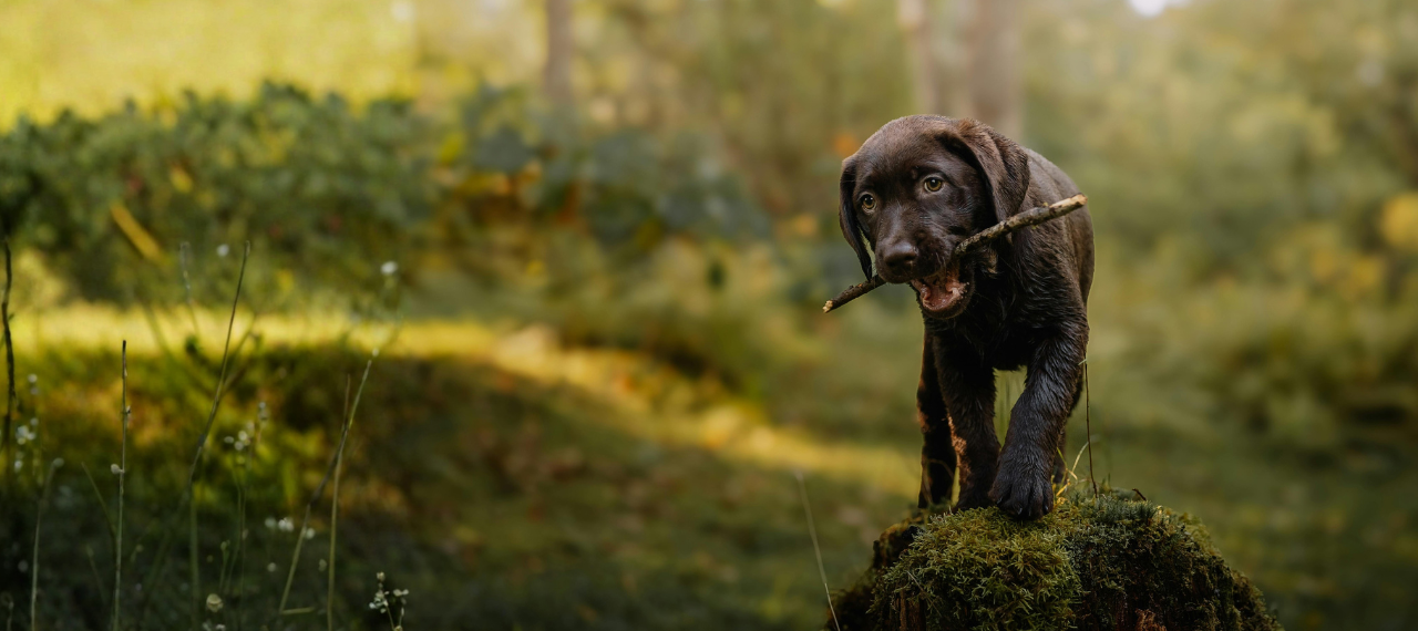 Auxiliar Veterinário de Nível Técnico