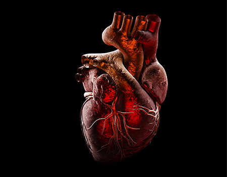Fisio, Pato e Farmacologia do  Sistema Cardiovascular